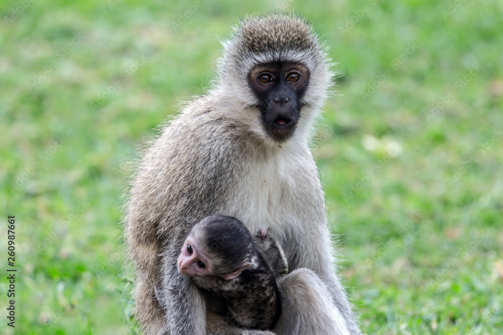 Naklejka premium Vervet monkey