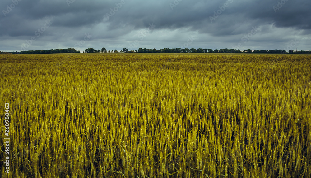 Fototapeta premium Fields landscape in summer sunset and sunrise