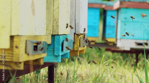 Amazing and frenetic swarm activity with structure entrance with detail and nature background