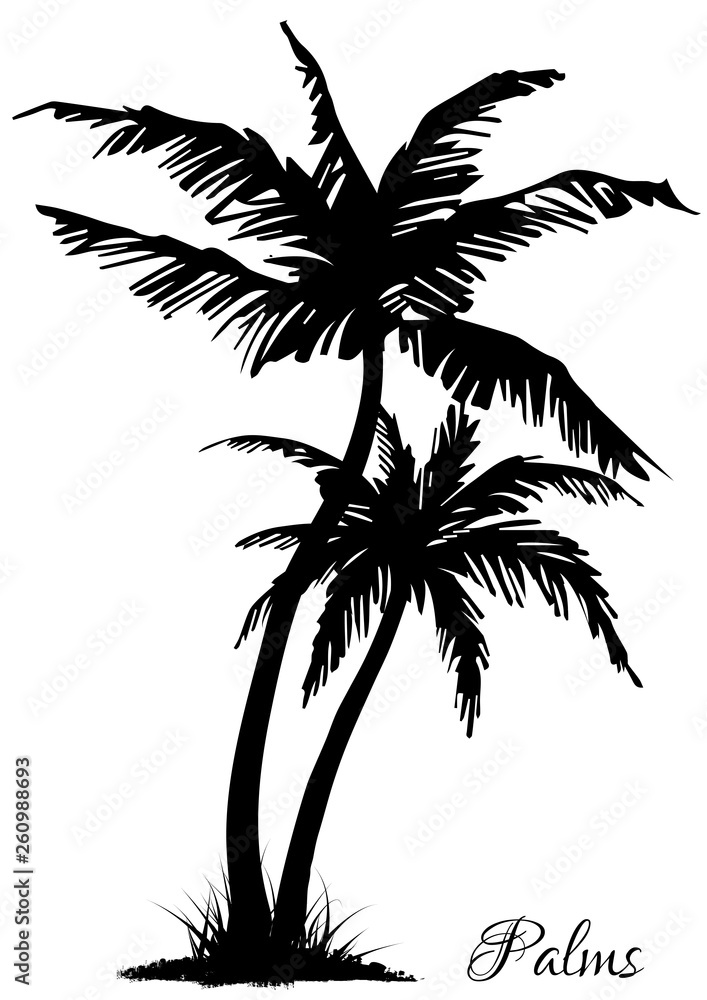 Two black silhouettes of palm trees. Vector illustration. Two black silhouettes of palm trees. Vector illustration.