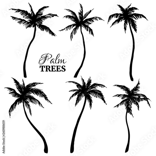 Black silhouettes of palm trees of different shapes. Vector illustration.