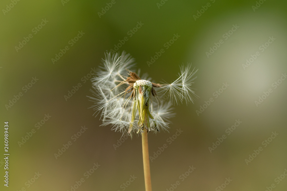 Fototapeta premium Close up of dandelion nature background