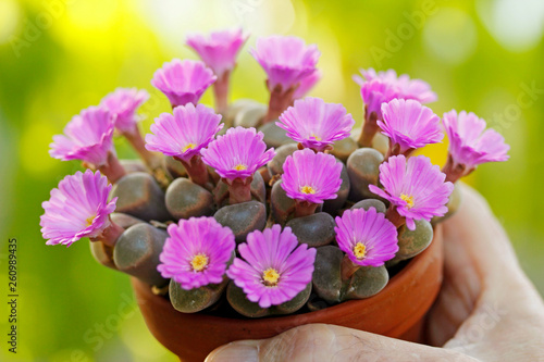 Conophytum sp.