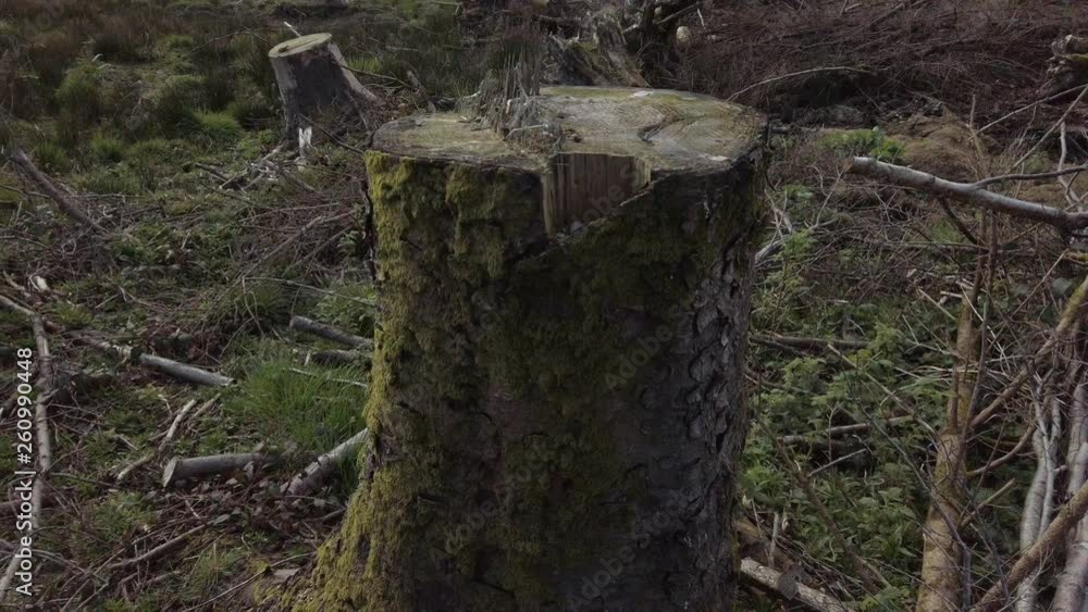 Panning view of destroyed cut down forest trees laying across scene. Broken branches & cut lumber rotting across the ground. Panning view of destroyed cut down forest trees laying across scene. Broken branches & cut lumber rotting across the ground.