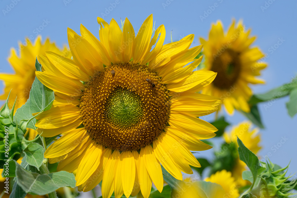 Sunflower in sunrise at flower garden with bee