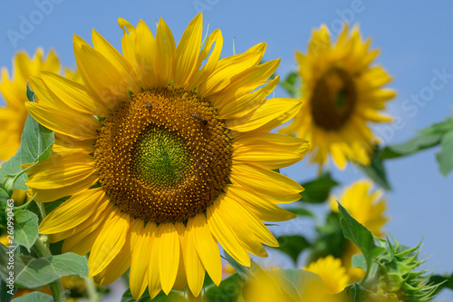 Sunflower in sunrise at flower garden with bee