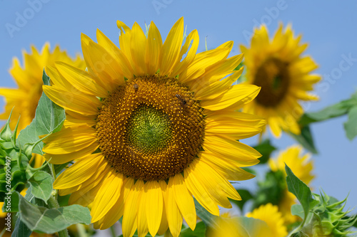 Sunflower in sunrise at flower garden with bee