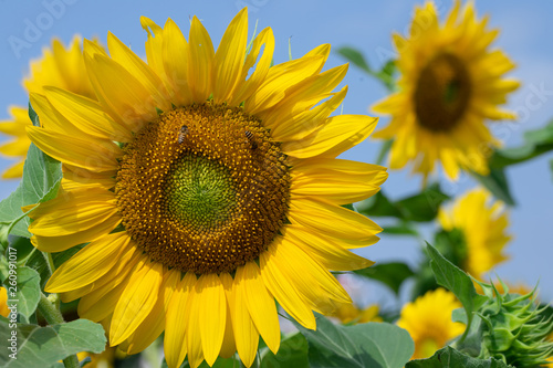 Sunflower in sunrise at flower garden with bee