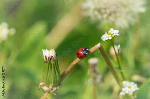 Nature background ladybug.