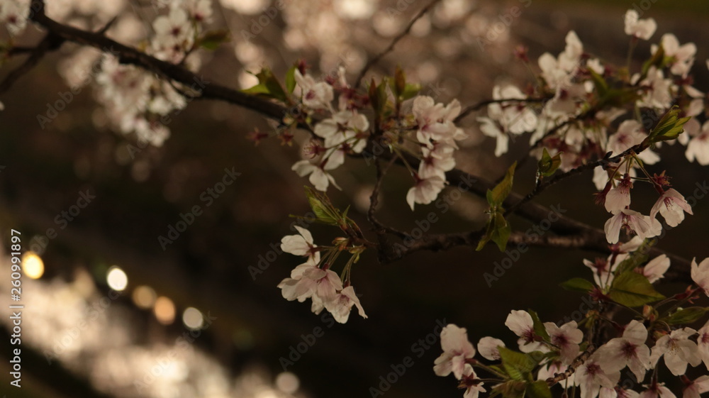 Obraz premium 山崎川の桜まつり ライトアップ