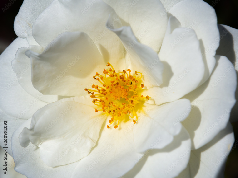 Close up beautiful rosa 