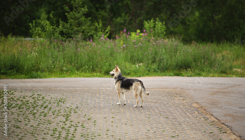 Side view at husky dog standing on the street looking aside. Green trees and grass background.
