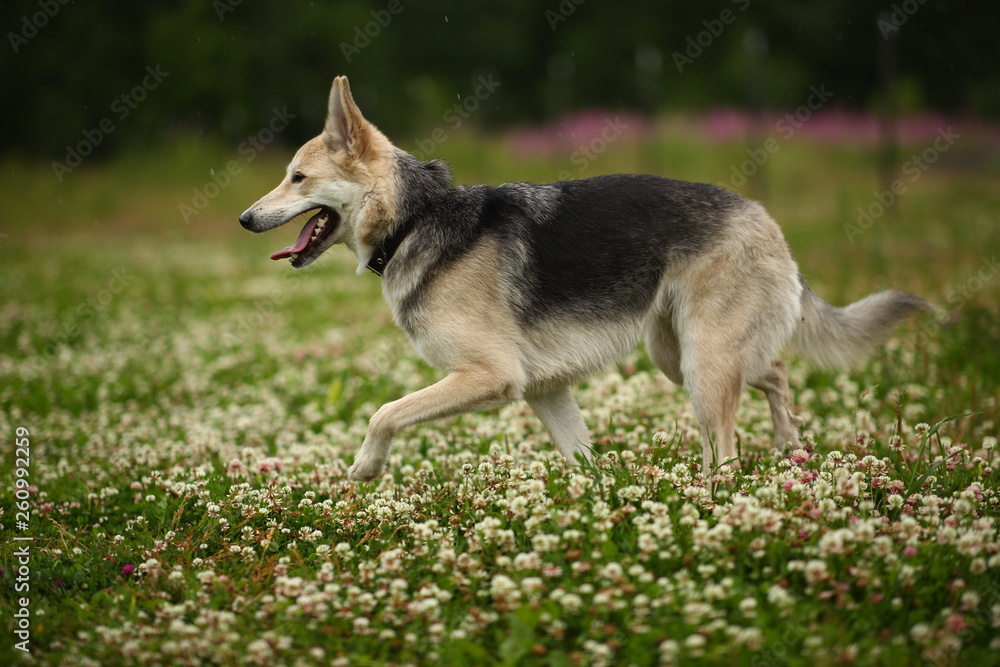 Side view at husky dog walking on a green meadow looking aside. Green trees and grass background. Raining