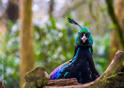 the face of a male impeyan pheasant in closeup, colorful bird with shiny feathers, animal from the Himalaya mountains of India photo