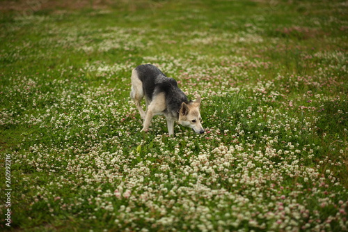 Side view at husky dog walking on a green meadow looking aside. Green trees and grass background. Raining