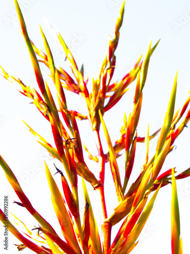 Beautiful Aechmea blanchetiana bright orange flower spike multi-branched inflorescence of small flowers surrounded by red and yellow bracts during spring, isolated on white background. photo