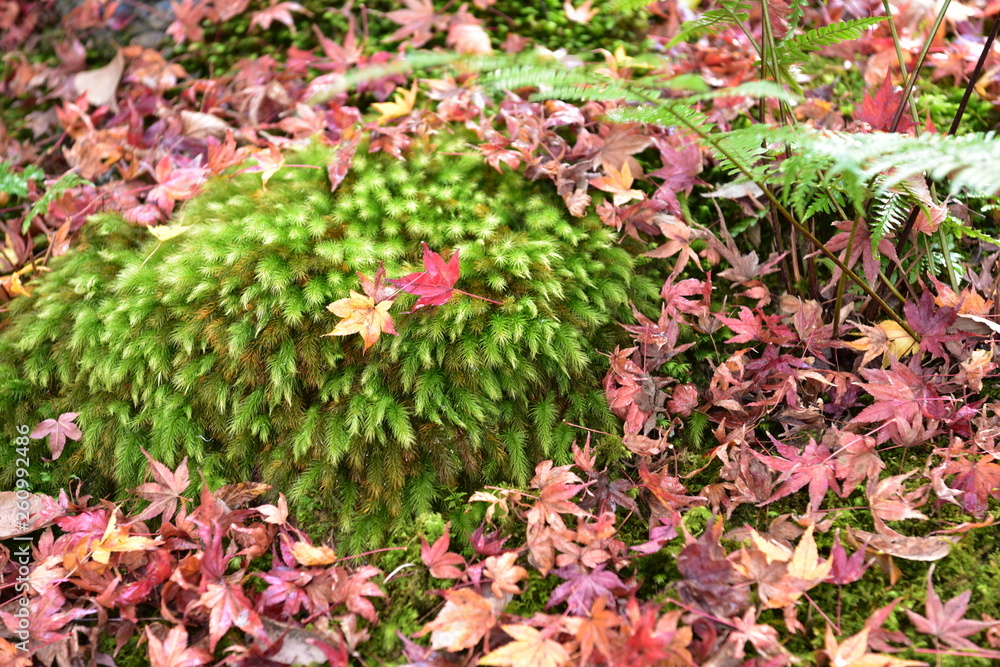 苔、落ち葉、紅葉
