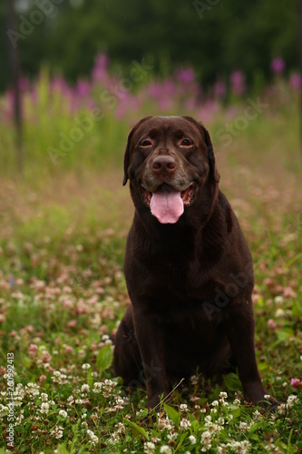 Portrait of chocoalte labrador sitting on the summer meadow.