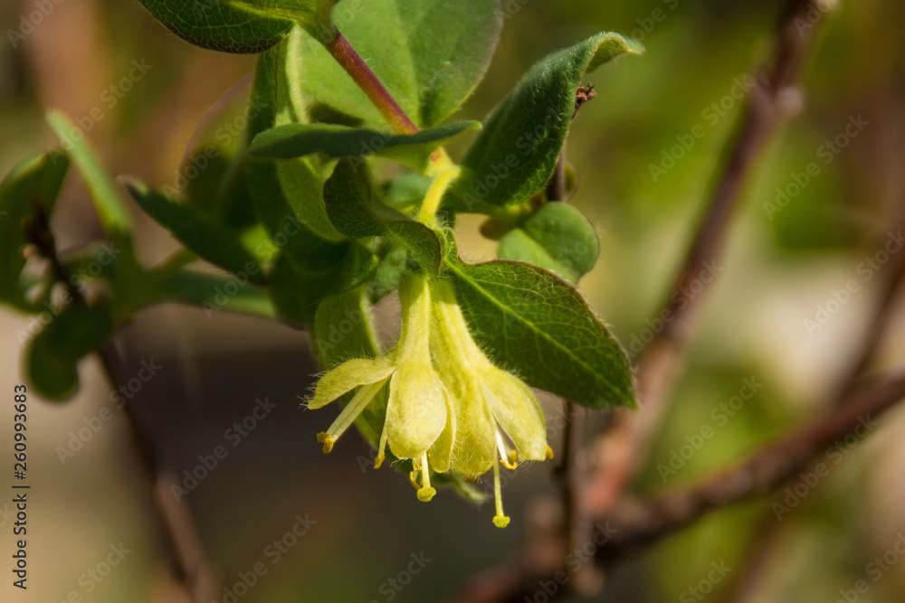 A Siberian Honeyberry shrub growing in a garden in north east Italy. Lonicera caerulea - also known as Haskap Berry, Blue-Berried Honeysuckle, Deepblue Honeysuckle and Sweetberry Honeysuckle A Siberian Honeyberry shrub growing in a garden in north east Italy. Lonicera caerulea - also known as Haskap Berry, Blue-Berried Honeysuckle, Deepblue Honeysuckle and Sweetberry Honeysuckle