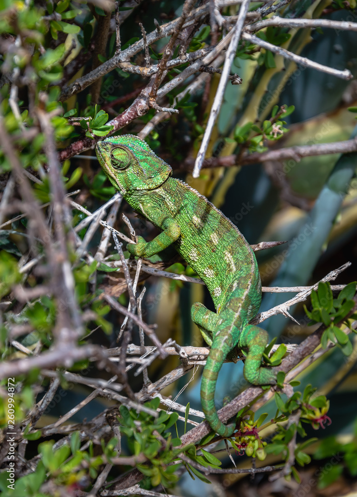 Wild Mediterranean or Common Chameleon in bush Wild Mediterranean or Common Chameleon in bush