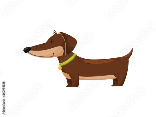 Smiling dachshund in collar on white background.