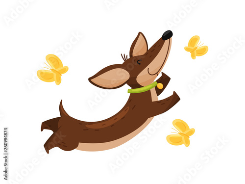 Happy dachshund with butterflies on white background.