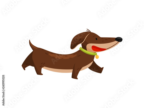 Walking dachshund in collar on white background.