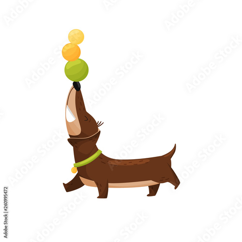 Dachshund with colorful balls on white background.