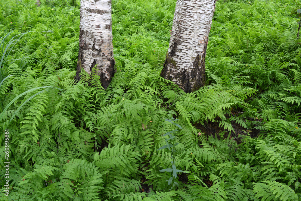 Fototapeta premium Beautiful green fern plantation in birch forest
