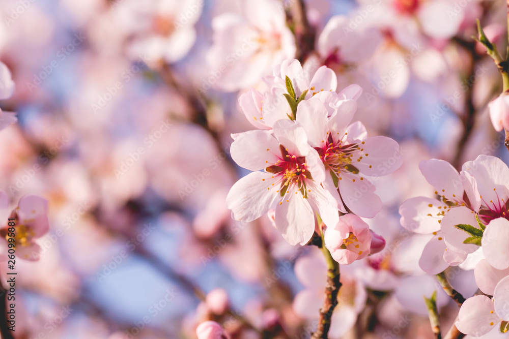 Almond blossom flowers close up