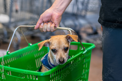 Dog in a Shopping Basket