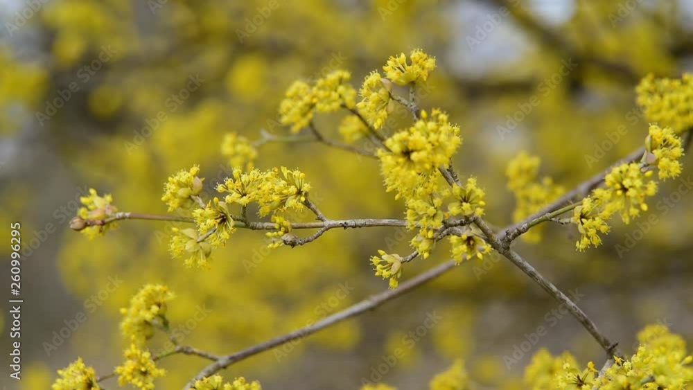 dogwood blooms in spring yellow flower. copy space. dogwood blooms in spring yellow flower. copy space.