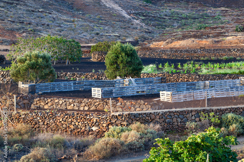 Agriculture on Lanzarote