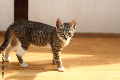 Grey and white Cat stands in a baclony on the floor, white wall background