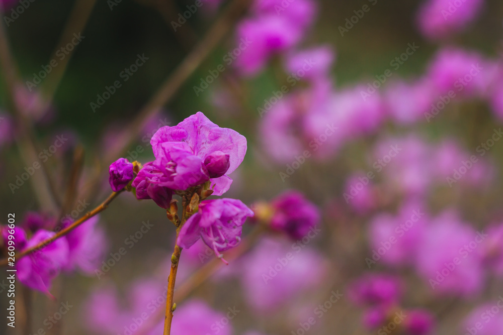 Fototapeta premium Purple rhododendron flower close-up on blurred background. flowering plant