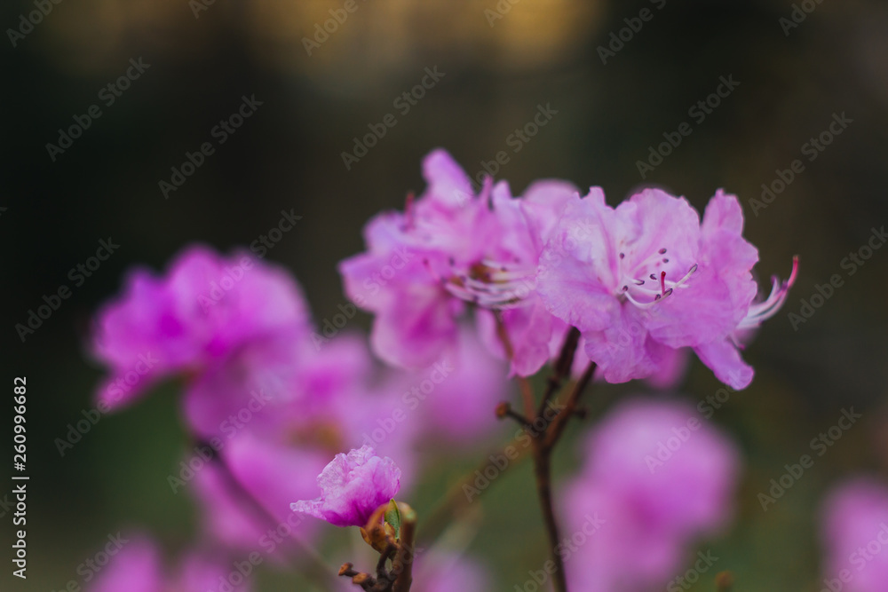 Purple rhododendron flower close-up on blurred background. flowering plant