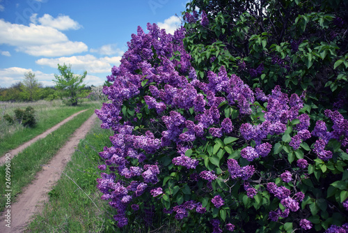 Blooming lilac bush on rural road