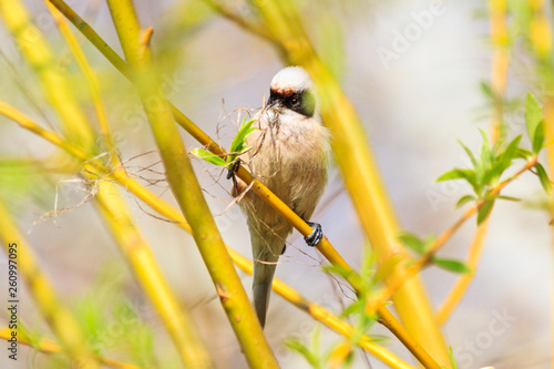 Eurasian penduline tit collects material for the nest