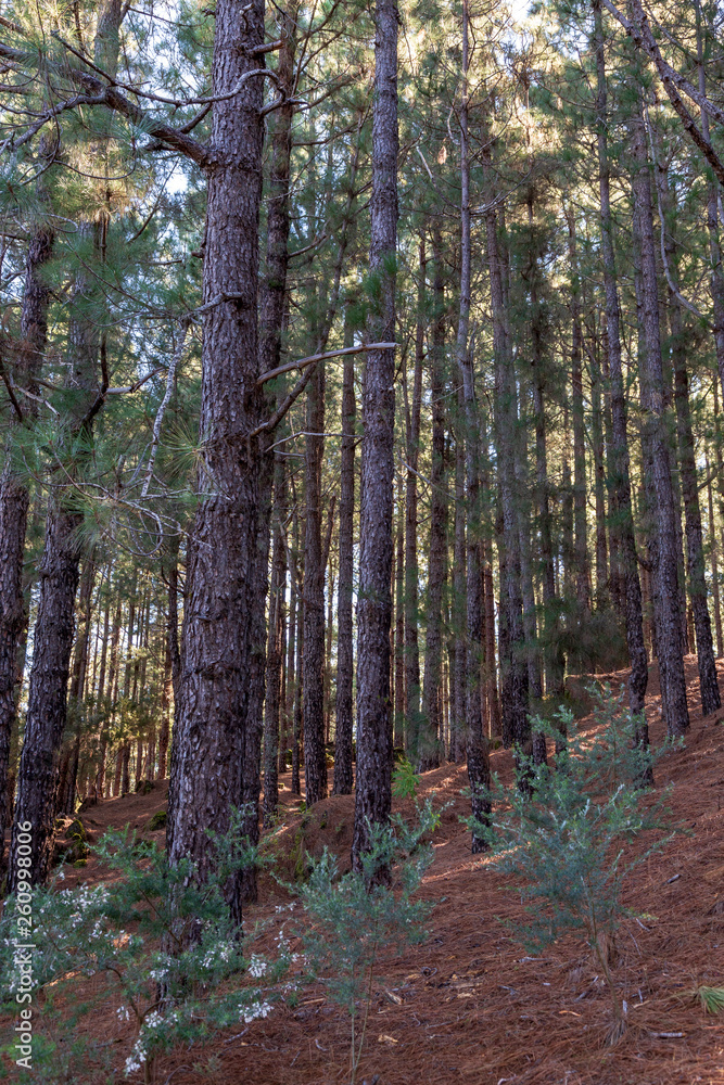 Fototapeta premium Wood pile at El Paso Del Pilar mountain at La Palma. Canary Islands. Spain