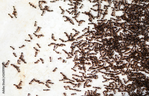 Many ants on ground
