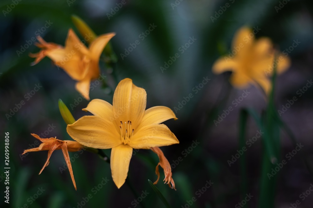 Fototapeta premium Flor acechante