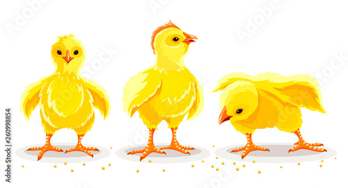 Hen chicken and rooster. Newborn little domestic poultry birds with yellow fluff and feathers pecking corn seeds. Set of farming animals from village farm. Livestock set. Isolated. Illustration.