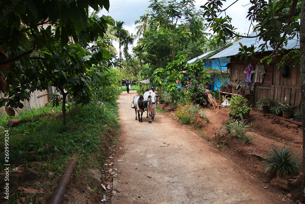 Fototapeta premium village, Sumatra, Indonesia