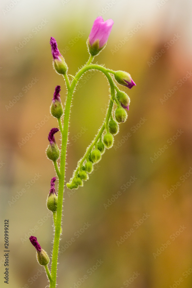flower of sundew, carnivorous plant flower of sundew, carnivorous plant