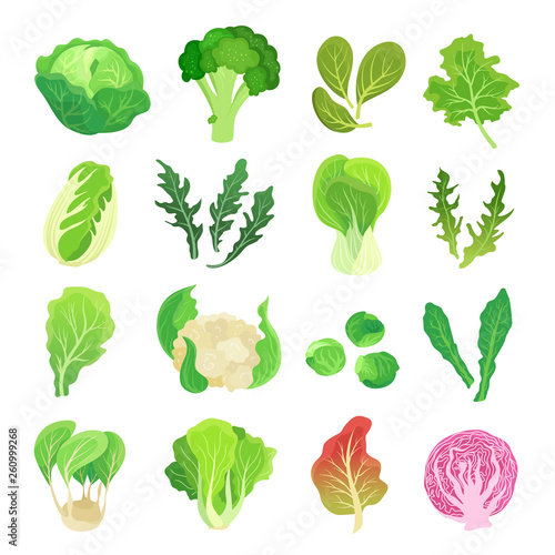 Leafy vegetables set, agriculture and green plant