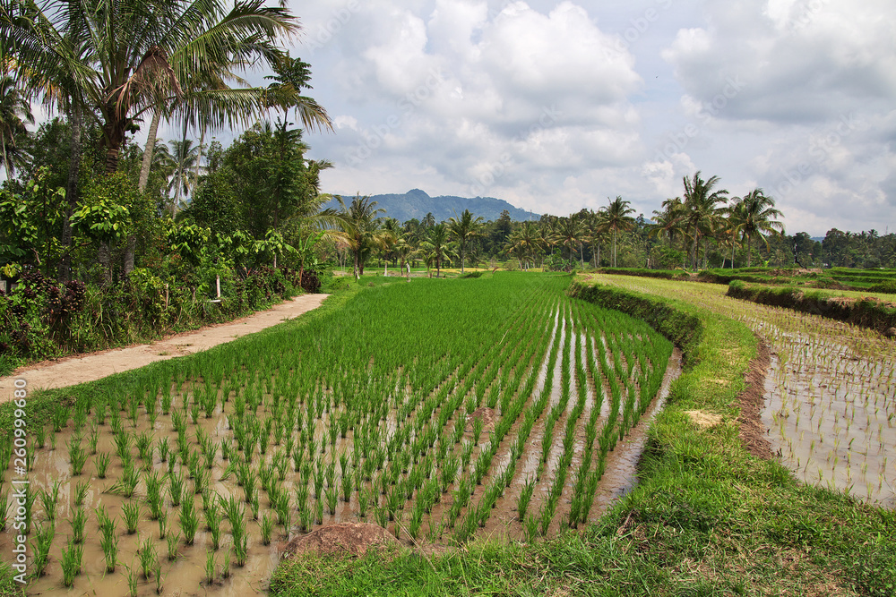 rice field,  Sumatra, Indonesia