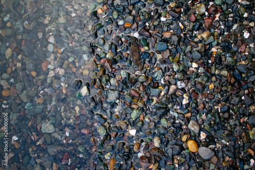 Nature in the Pacific Northwest