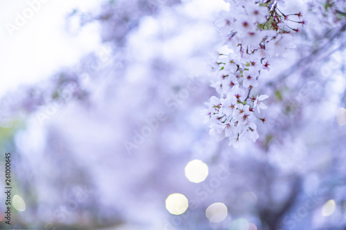 桜