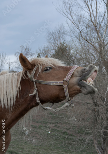The horse is yawning, looking like he is laughing.A beautiful brown horse with a white mane smiling © Galina