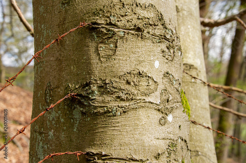 Symbolbild für Verletzung und Schmerz, Stacheldraht ist in Baumstamm gewachsen photo